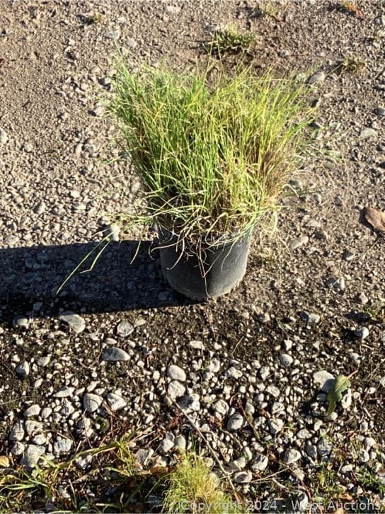 100-1-gallon-bouteloua-gracillis-565088