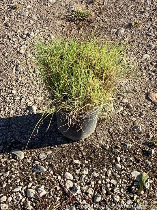 100-1-gallon-bouteloua-gracillis-565092