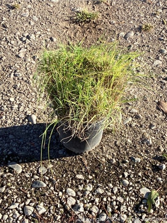 100-1-gallon-bouteloua-gracillis-565096
