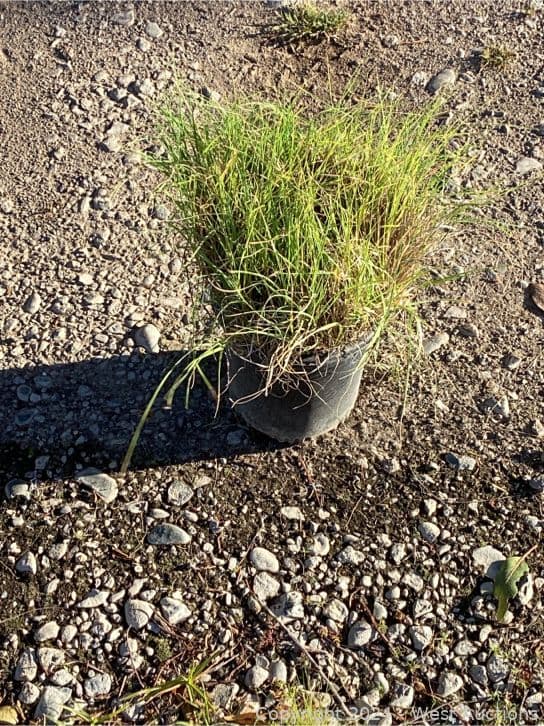 100-1-gallon-bouteloua-gracillis-565097