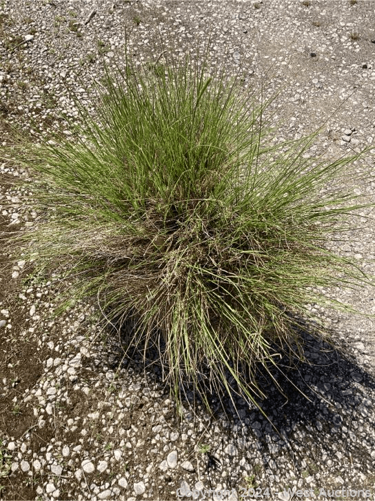 100-1-gallon-pennicetum-spatiolatum-565109