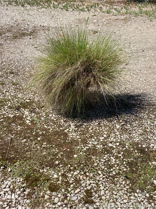 100-1-gallon-pennicetum-spatiolatum-565111