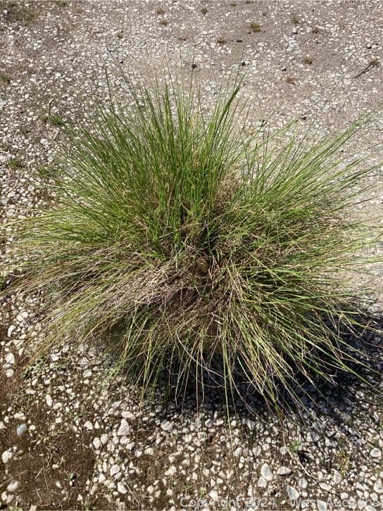 100-1-gallon-pennicetum-spatiolatum-565112