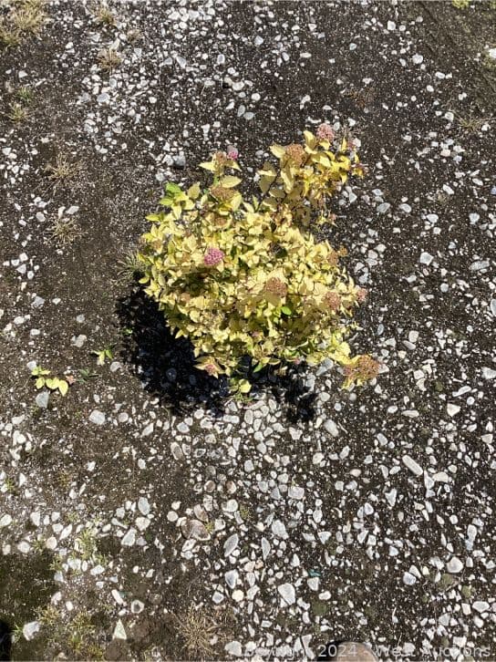 98-1-gallon-spirea-goldmound-565114