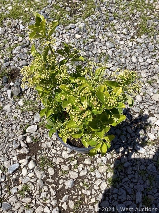 105-1-gallon-euvonimus-rureo-marginata-565116