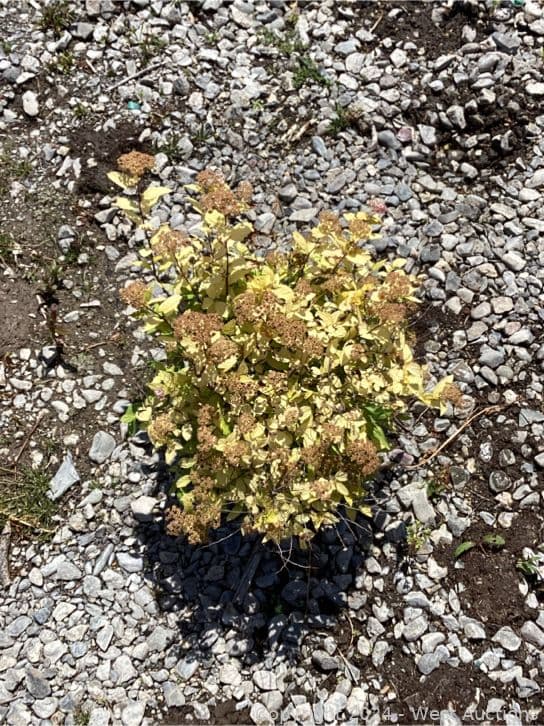 102-1-gallon-spirea-goldmound-565119