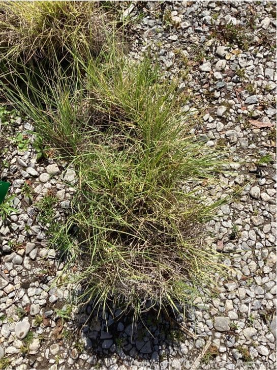 100-1-gallon-bouteloa-gracillis-565121