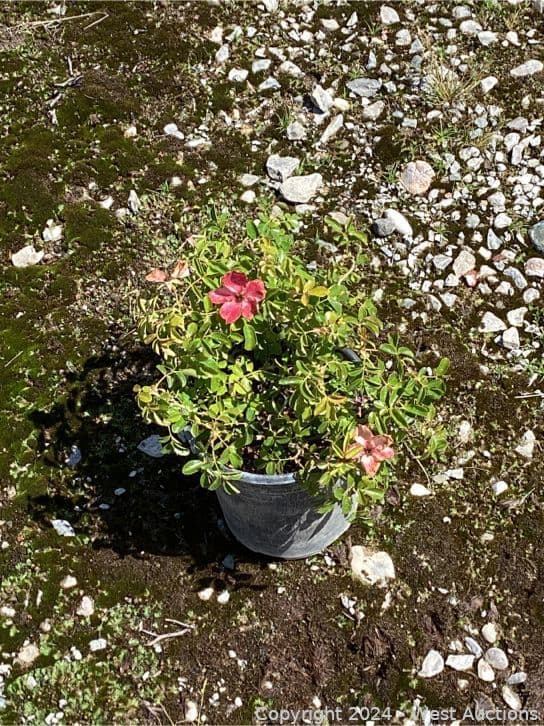 100-1-gallon-rosa-magic-carpet-565124