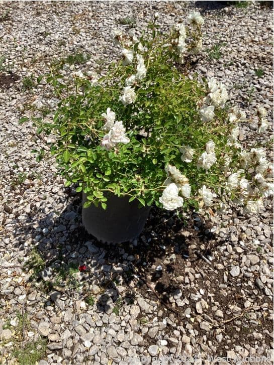 95-1-gallon-rosa-white-carpet-565125