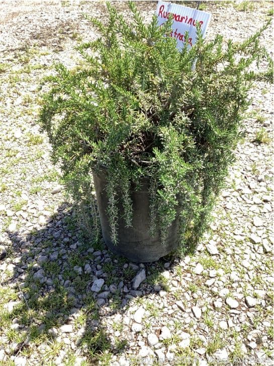 98-1-gallon-rusmarinus-prostrata-565126