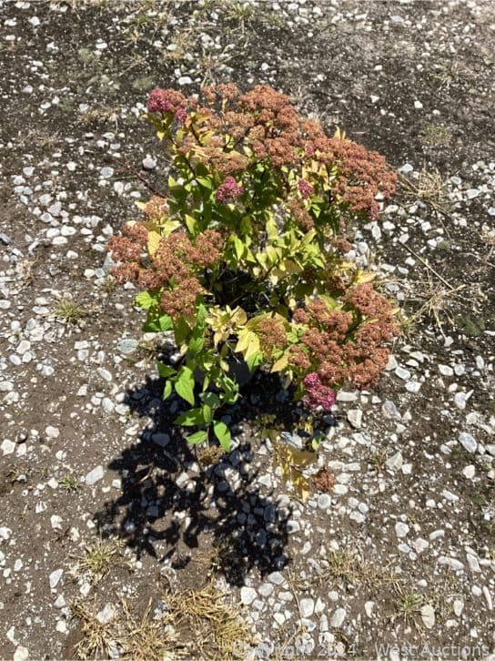 100-1-gallon-spirea-limeound-565128