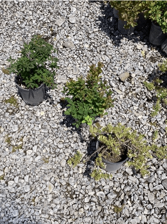 113-1-gallon-euvonimus-alana-compacta-25-spirea-summer-song-25-myporum-parvifolia-565131