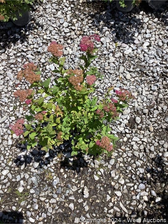 107-1-gallon-spirea-anthony-water-565133