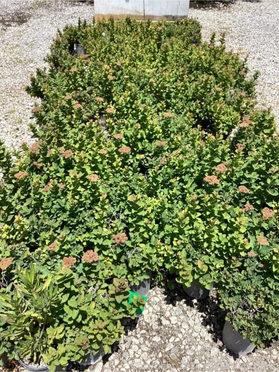 94-1-gallon-spires-summer-song-565139