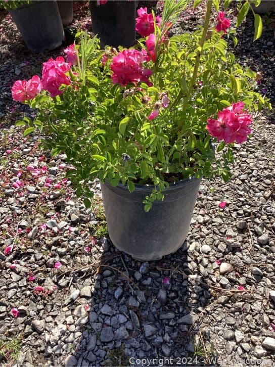 25-5-gallon-rosa-pink-supreme-carpet-565142