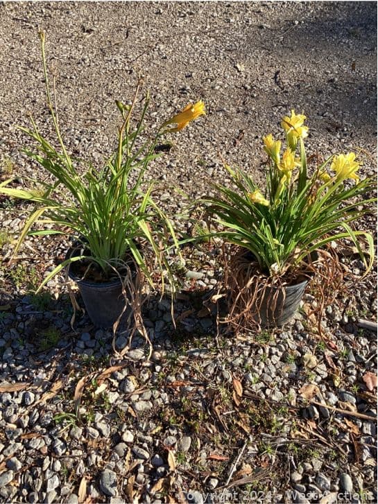 mixed-lot-approximately-76-1-gallon-hemerocallis-light-yellow-20-1-gallon-hemerocallis-yellow-565145