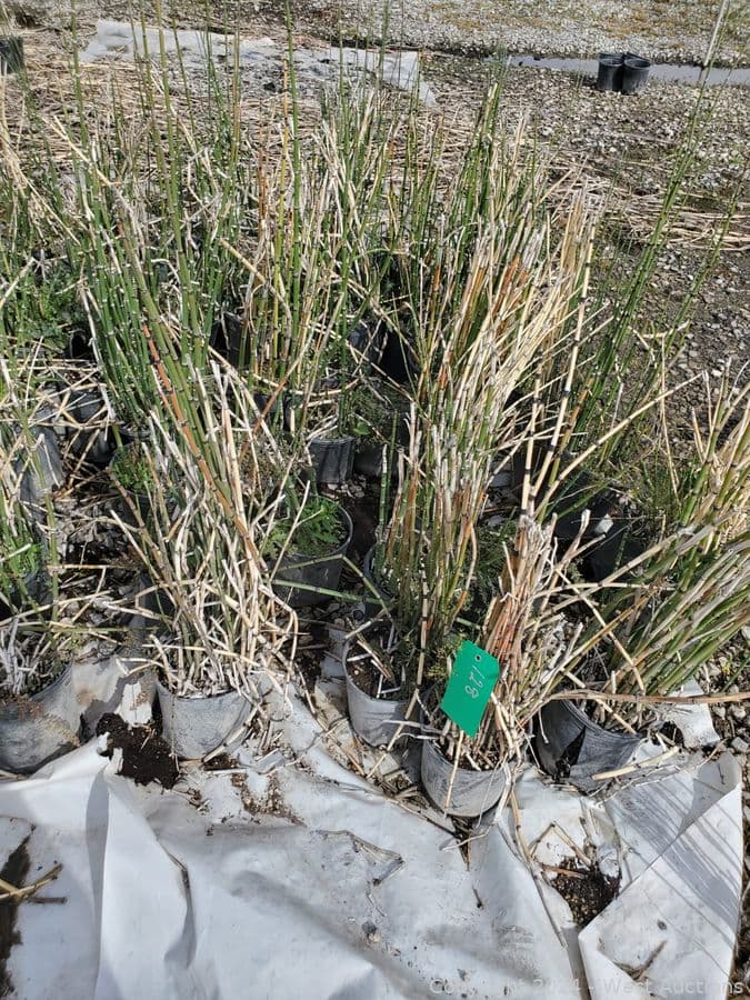 65-1-gallon-equisetum-hemelle-566146