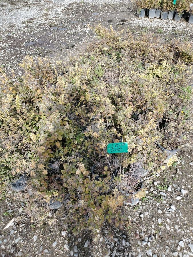 75-1-gallon-spirea-mime-spirea-magic-c-spirea-goldmound-566147