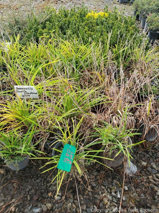 92-1-gallon-euv-green-spire-cot-coral-b-hem-gertrude-hem-yellow-566148
